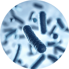Gut microbiome